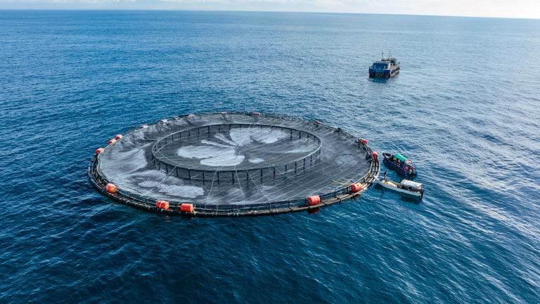 Deniz balıkçılığının geleceği derin deniz kafeslerinde mi?