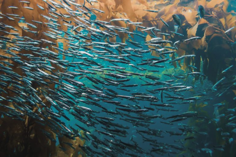 Büyüyen balıkçılık ekonomisini farklı türlerin yetiştiriciliği ile çeşitlendirmek: Kelp ve Şeker su yosunu