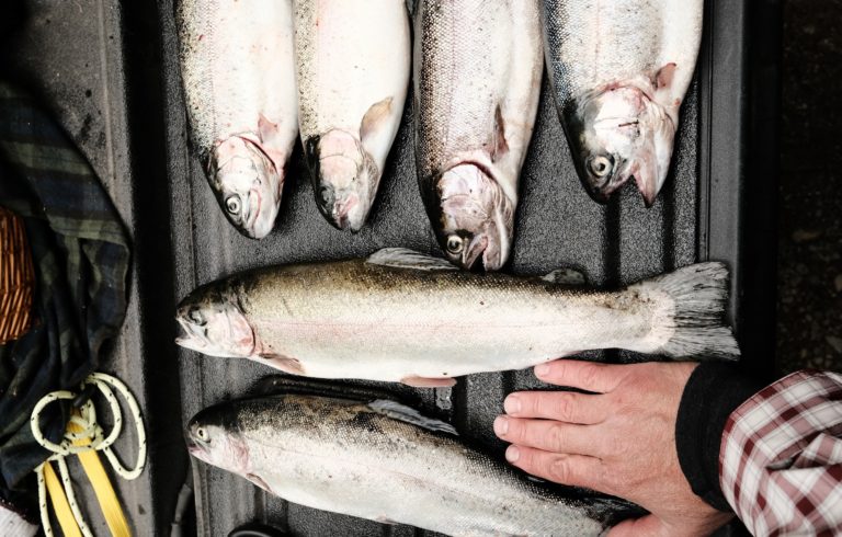 Dünyadaki tüketiciler neden sertifikalı balıkçılık ürünlerine daha fazla yöneliyor?